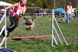1. Agility Wettkampf in Belp
